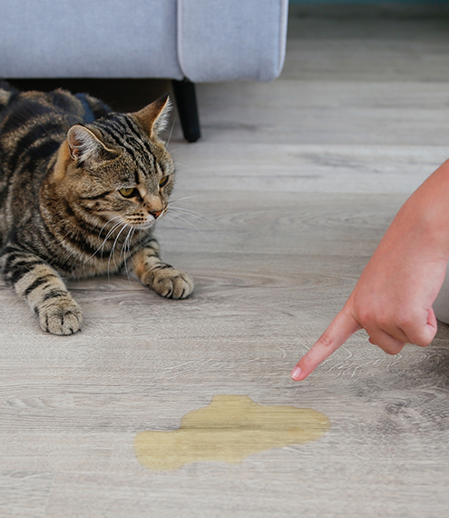 quitar olor a orina de gato